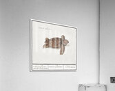 Sea turtle in vintage style Acrylic Print