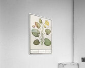 Yellow floppy flower Acrylic Print