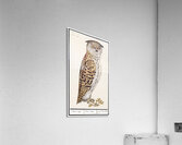 Scops owl in vintage style Acrylic Print