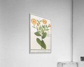 Barn owl in vintage style Acrylic Print