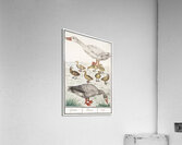 Farm goose in vintage style Acrylic Print