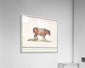 Brazilian cow in vintage style Acrylic Print