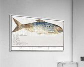 Shad in vintage style Acrylic Print