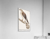Northern goshawk vintage style Acrylic Print