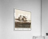 Cat in vintage style Acrylic Print
