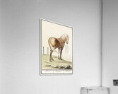 Horse in vintage style Acrylic Print