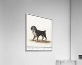 Dog in vintage style Acrylic Print