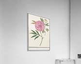 Peony in vintage style Acrylic Print
