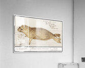 Seal in vintage style Acrylic Print