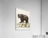 Grizzly bear in vintage style Acrylic Print