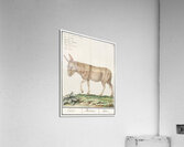Donkey in vintage style Acrylic Print