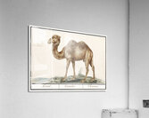 Camel in vintage style Acrylic Print
