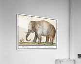 Elephant in vintage style Acrylic Print