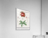 Anemone in vintage style Acrylic Print