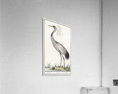 Crane in vintage style Acrylic Print