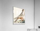 Red-footed falcon vintage style Acrylic Print