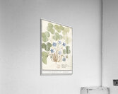 Hepatica in vintage style Acrylic Print