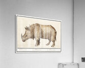 Rhinoceros in vintage style Acrylic Print
