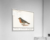 Robin in vintage style Acrylic Print