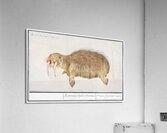 Walrus in vintage style Acrylic Print