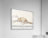 Chameleon in vintage style Acrylic Print