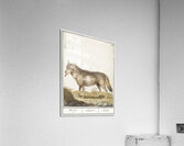 Wolf in vintage style Acrylic Print