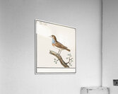 Bluethroat in vintage style Acrylic Print