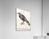 Sparrowhawk in vintage style Acrylic Print
