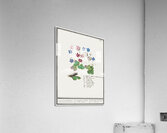 Liverleaf in vintage style Acrylic Print