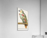 Parrot in vintage style Acrylic Print