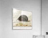 Hedgehog in vintage style Acrylic Print