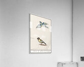 Passerines in vintage style Acrylic Print