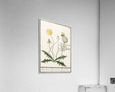 Dandelion in vintage style Acrylic Print