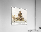 Monkey in vintage style Acrylic Print