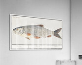 Silver bream in vintage style Acrylic Print