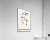 Blue iris in vintage style Acrylic Print