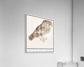 Owl in vintage style Acrylic Print