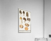 Mushrooms in vintage style Acrylic Print