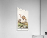 Dromedary in vintage style Acrylic Print