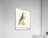 Short toed eagle in vintage style Acrylic Print