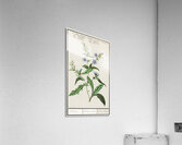 Chicory in vintage style Acrylic Print