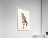 Peregrine falcon in vintage style Acrylic Print