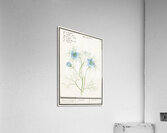 Love-in-a-mist flower Acrylic Print