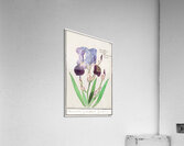 Purple iris in vintage style Acrylic Print