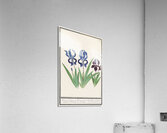 Purple iris vintage style Acrylic Print