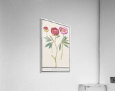 Peony in vintage style Acrylic Print