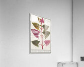 Garden orache in vintage stylered orache Acrylic Print