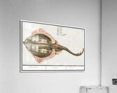 Rays in vintage style Acrylic Print