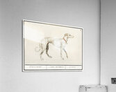 Greyhound in vintage style Acrylic Print
