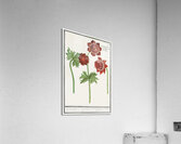 Anemone flower in vintage style Acrylic Print